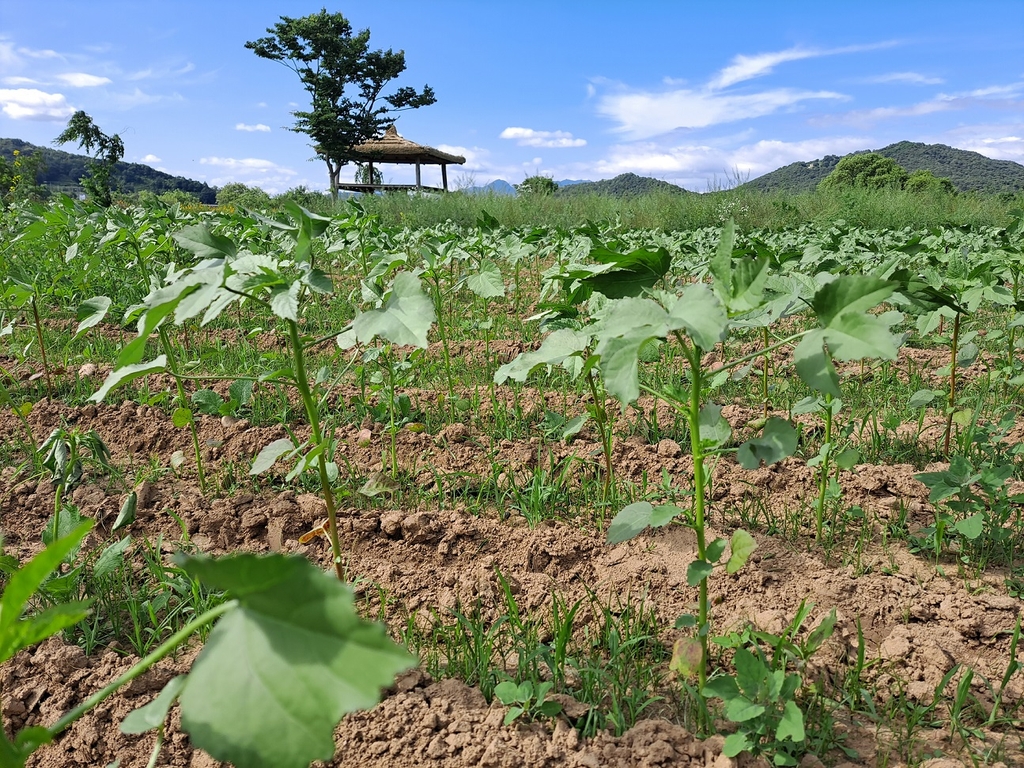 전국 새마을회의 양삼심기